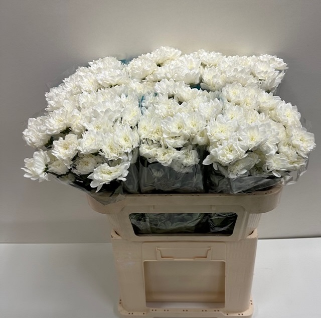 Chrys tr beau monde.jpg